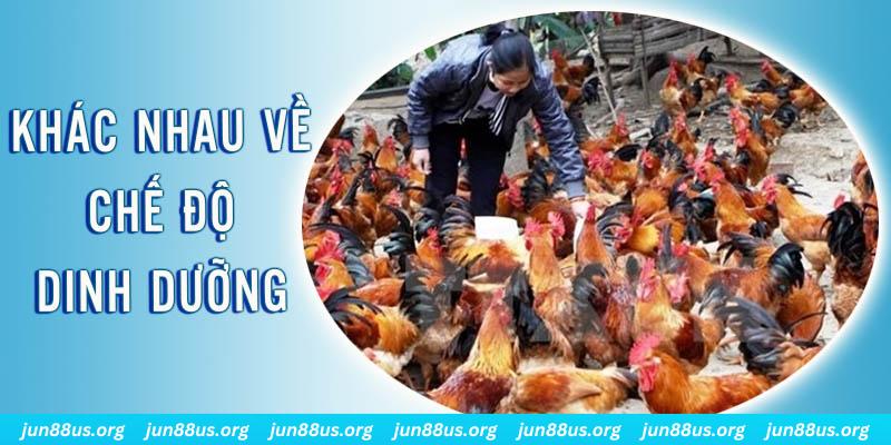 ku bet Đại Chiến Đỏ Đen