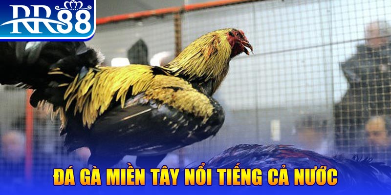 ku bet đá gà 88