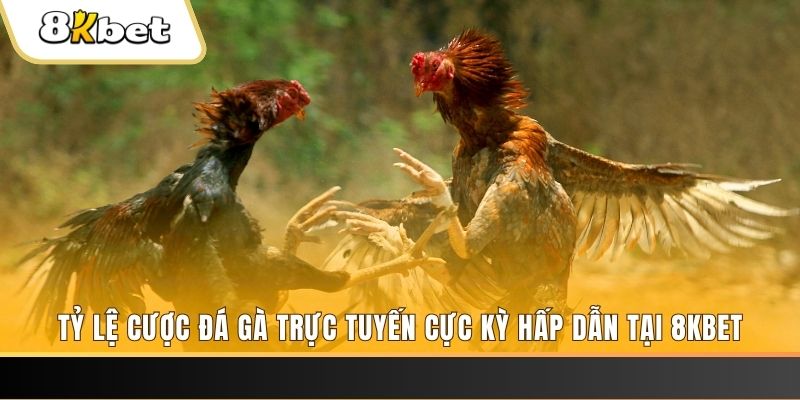 ku bet xổ số miền bắc chủ nhật